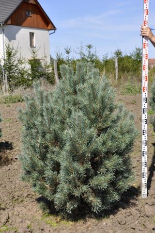 Pinus sylvestris 'Watereri'